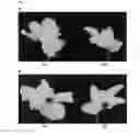 Fig. 02 - Method of producing cyclamen with multi-petaled flowers