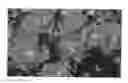 Fig. 02 - Shrub rose plant named 'Sprothrive'