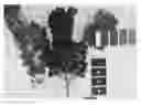 Fig. 01 - Grapevine ‘IFG Eight’