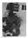 Fig. 02 - Grapevine 'IFG Four'