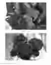 Fig. 02 - Hydrangea plant named 'New Wine'