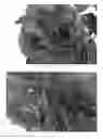 Fig. 04 - Hydrangea plant named 'Royalty'