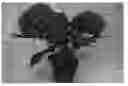 Fig. 01 - Hydrangea plant named 'Freedom'