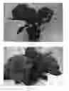 Fig. 02 - Hydrangea plant named 'Freedom'
