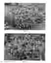 Fig. 02 - plant named ‘Black Sprite’