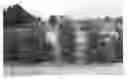 Fig. 01 - Callistemon viminalis plant named 'CV01'