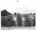 Fig. 02 - Callistemon viminalis plant named 'CV01'
