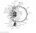 Fig. 06 - Sundial for telling solar time and clock time across a range of latitudes and longitudes