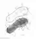 Fig. 03 - SOLE FOR A SHOE, IN PARTICULAR A RUNNING SHOE