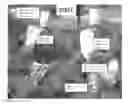 Fig. 01 - Methods for modulating strobili development in gymnosperm trees