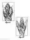 Fig. 02 - Methods for modulating strobili development in gymnosperm trees