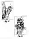 Fig. 03 - Methods for modulating strobili development in gymnosperm trees