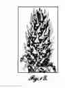 Fig. 05 - Methods for modulating strobili development in gymnosperm trees