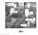 Fig. 06 - Methods for modulating strobili development in gymnosperm trees