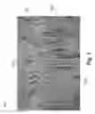 Fig. 02 - Method and device for evaluating germination properties of plant seeds