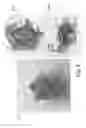 Fig. 04 - Method and device for evaluating germination properties of plant seeds