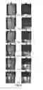 Fig. 05 - Highly vented truss wall honeycomb structures