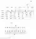 Fig. 01 - Systems and methods for transforming character strings and musical input