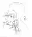 Fig. 02 - TRACHEAL STOMA DILATION APPARATUS AND METHOD OF MANUFACTURE