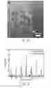 Fig. 03 - Crystallographically-oriented carbon nanotubes grown on few-layer graphene films