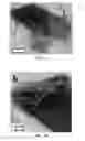 Fig. 04 - Crystallographically-oriented carbon nanotubes grown on few-layer graphene films