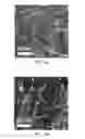 Fig. 06 - Crystallographically-oriented carbon nanotubes grown on few-layer graphene films