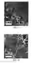 Fig. 07 - Crystallographically-oriented carbon nanotubes grown on few-layer graphene films