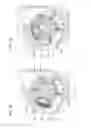 Fig. 02 - Positive-displacement rotary pump having a positive-displacement auxiliary pumping system