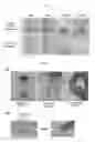Fig. 04 - Poly(organophosphazene) composition for biomaterials