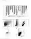 Fig. 02 - MULTIPOTENT ADULT STEM CELL POPULATION