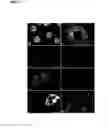 Fig. 08 - MULTIPOTENT ADULT STEM CELL POPULATION