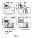 Fig. 07 - Methods of expanding myeloid cell populations and uses thereof