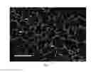 Fig. 02 - Engineered lumenized vascular networks and support matrix