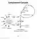 Fig. 02 - Humanized and chimeric anti-properdin antibodies