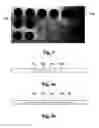 Fig. 03 - Method of manufacturing liquid flow guiding structures to porous substrates