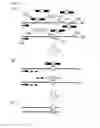 Fig. 02 - HIGHLY SENSITIVE METHOD FOR DETECTING MUTATED GENE
