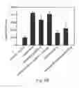 Fig. 49 - Promoters exhibiting endothelial cell specificity and methods of using same for regulation of angiogenesis