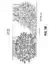 Fig. 06 - Compositions and Methods for Identifying Autism Spectrum Disorders