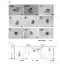 Fig. 02 - CULTURE METHOD, EVALUATION METHOD AND STORAGE METHOD FOR CANCER-TISSUE-DERIVED CELL MASS OR AGGREGATED CANCER CELL MASS