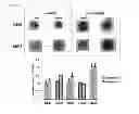 Fig. 07 - CULTURE METHOD, EVALUATION METHOD AND STORAGE METHOD FOR CANCER-TISSUE-DERIVED CELL MASS OR AGGREGATED CANCER CELL MASS