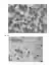 Fig. 09 - CULTURE METHOD, EVALUATION METHOD AND STORAGE METHOD FOR CANCER-TISSUE-DERIVED CELL MASS OR AGGREGATED CANCER CELL MASS