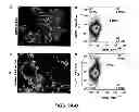 Fig. 07 - Method of enriching stem and/or progenitor cells