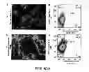 Fig. 08 - Method of enriching stem and/or progenitor cells