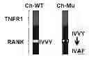 Fig. 01 - Compositions for improving bone mass
