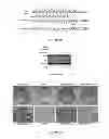 Fig. 06 - Compositions for improving bone mass
