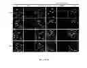 Fig. 07 - Compositions for improving bone mass