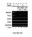Fig. 10 - Compositions for improving bone mass