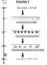 Fig. 02 - COMPOSITIONS AND MANUFACTURE OF MAMMALIAN STEM CELL-BASED COSMETICS