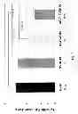 Fig. 09 - Compositions and methods for enhanced parvovirus transduction