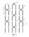 Fig. 06 - Wireless mesh network and method for remote seismic recording
